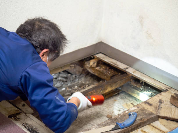 Best Commercial Mold Removal  in Greensboro, AL