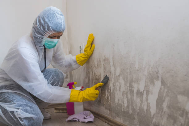 Best Crawl Space Mold Removal  in Greensboro, AL