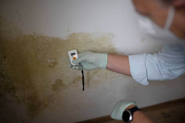 Best Attic Mold Removal  in Greensboro, AL