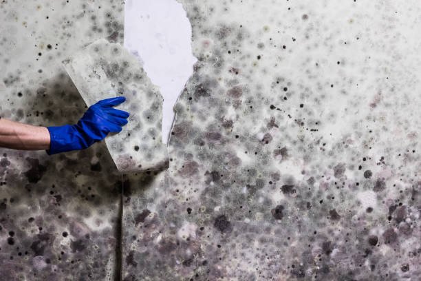 Best Residential Mold Removal  in Greensboro, AL